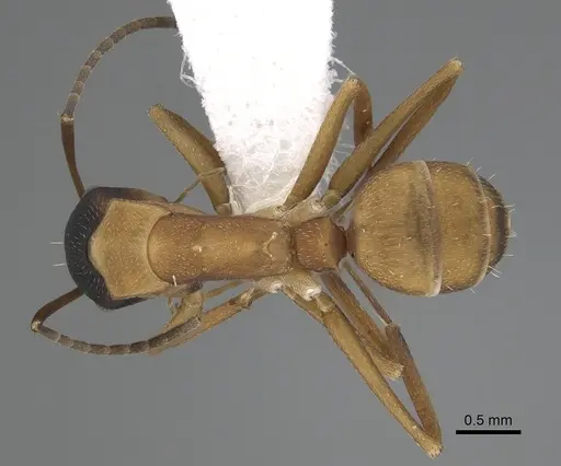 Camponotus heathi specimen