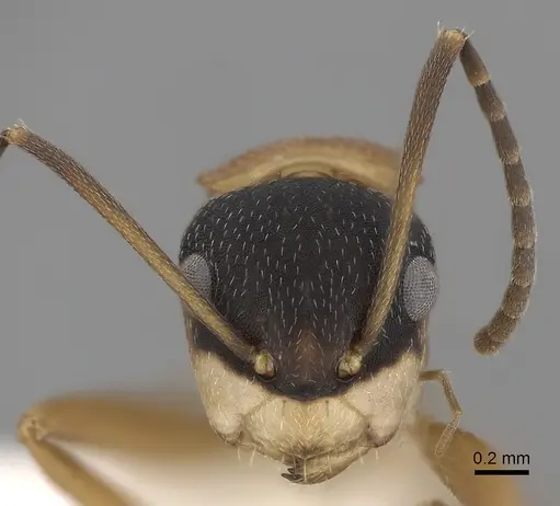 Camponotus heathi specimen