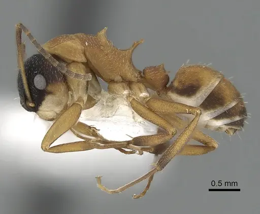 Camponotus heathi specimen