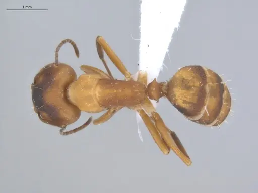 Camponotus heathi - ECOFOG-SL13-1211-35-S