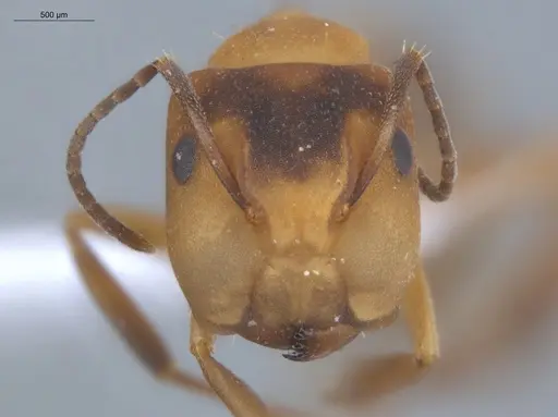 Camponotus heathi - ECOFOG-SL13-1211-35-S