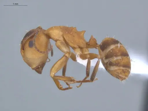 Camponotus heathi - ECOFOG-SL13-1211-35-S