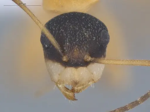 Camponotus heathi - ECOFOG-SL13-1211-35