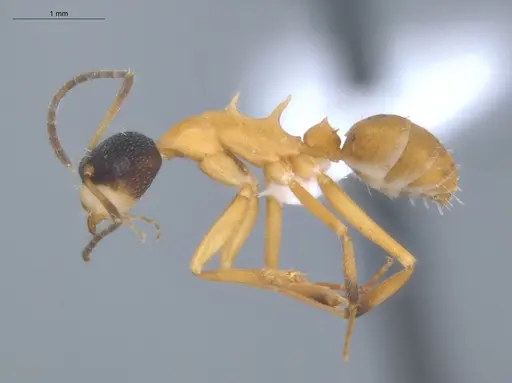 Camponotus heathi - ECOFOG-SL13-1211-35