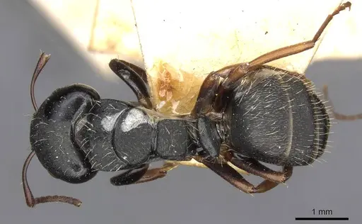 Camponotus hedwigae specimen