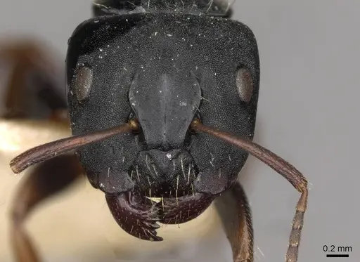 Camponotus hedwigae specimen