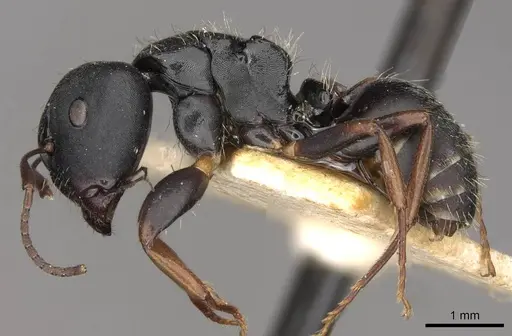 Camponotus hedwigae specimen