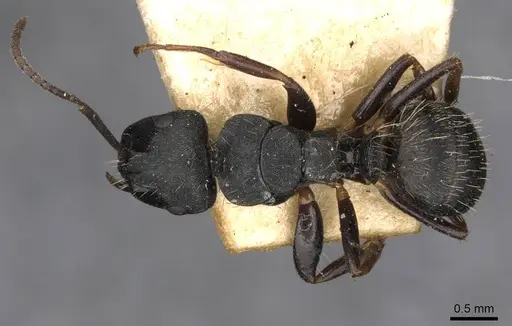 Camponotus hedwigae - CASENT0910739