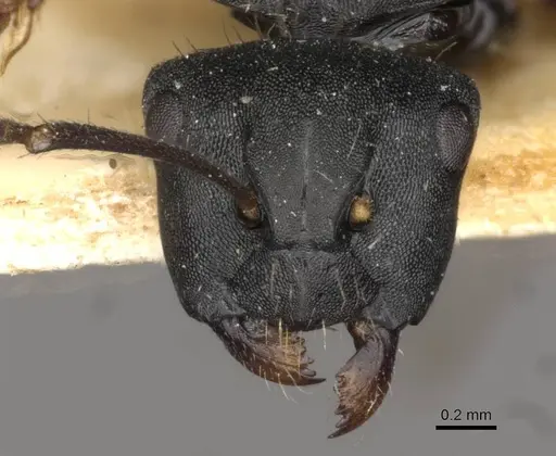 Camponotus hedwigae - CASENT0910739