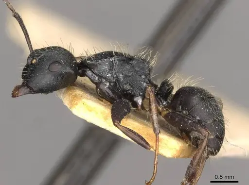 Camponotus hedwigae - CASENT0910739