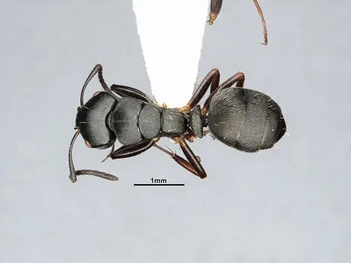 Camponotus hedwigae - UFV-LABECOL-007503