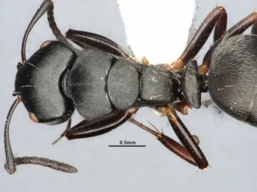 Camponotus hedwigae - UFV-LABECOL-007503