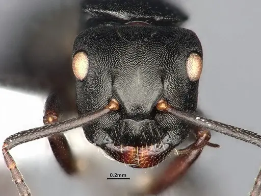 Camponotus hedwigae - UFV-LABECOL-007503