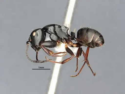 Camponotus hedwigae - UFV-LABECOL-007503