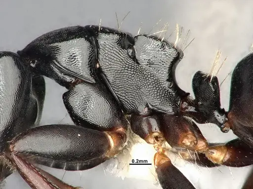 Camponotus hedwigae - UFV-LABECOL-007503
