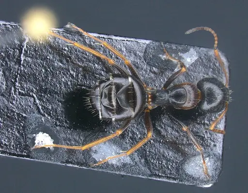 Camponotus heidrunvogtae specimen