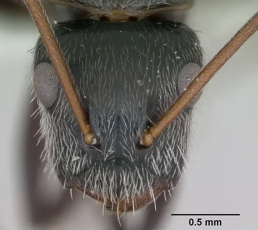 Camponotus helleri specimen