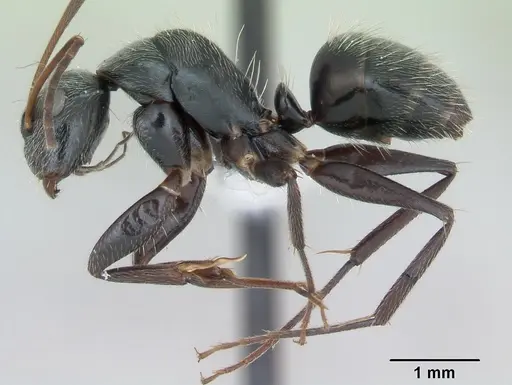 Camponotus helleri specimen