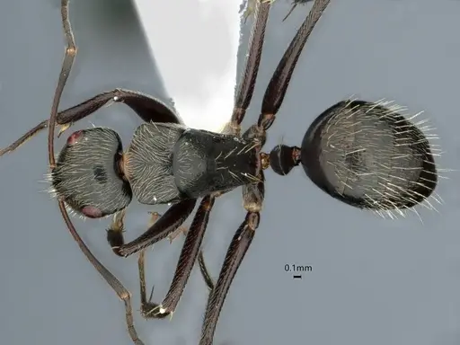 Camponotus helleri - CASENT0882052