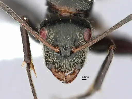 Camponotus helleri - CASENT0882052