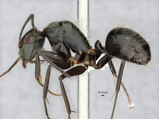 Camponotus helleri - CASENT0882052