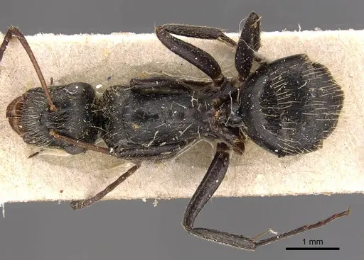 Camponotus helleri - CASENT0905492