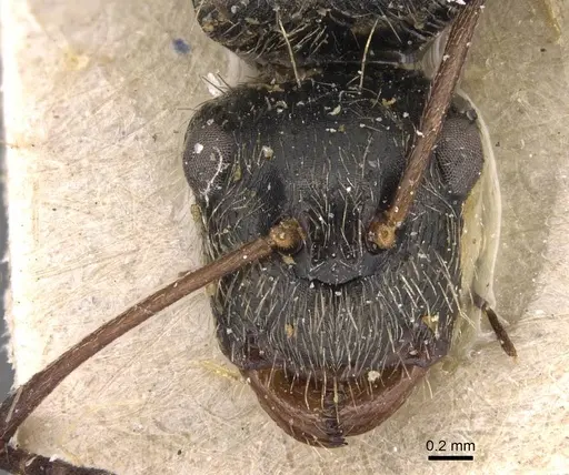 Camponotus helleri - CASENT0905492