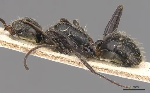 Camponotus helleri - CASENT0905492