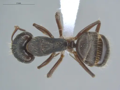 Camponotus helleri - ECOFOG-MI15-0381-06-S