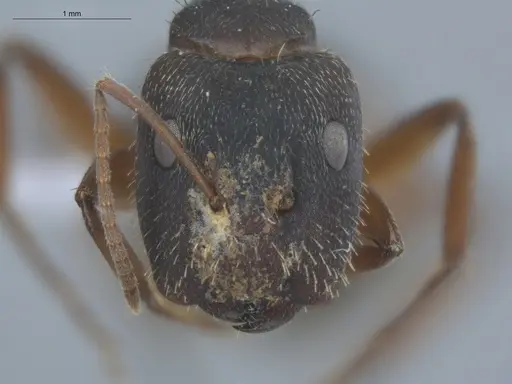 Camponotus helleri - ECOFOG-MI15-0381-06-S