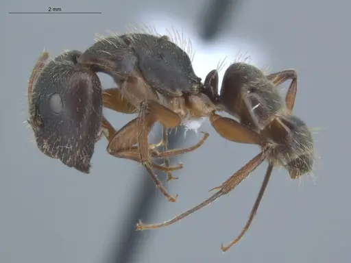 Camponotus helleri - ECOFOG-MI15-0381-06-S