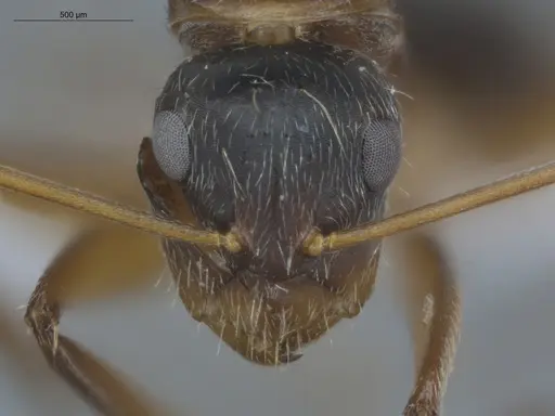 Camponotus helleri - ECOFOG-MI15-0381-06