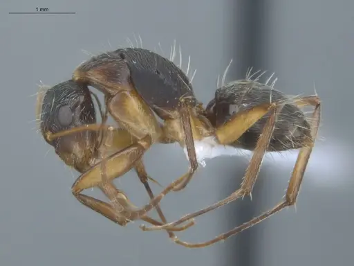 Camponotus helleri - ECOFOG-MI15-0381-06