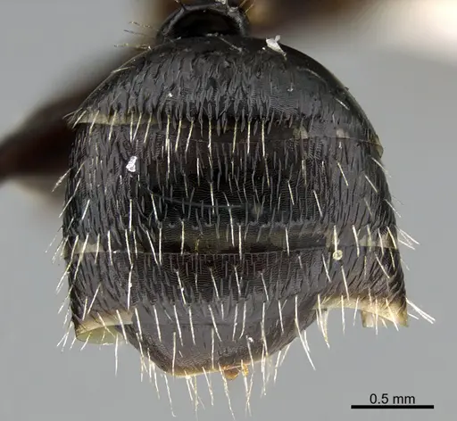 Camponotus helleri - UTEPENTO26084
