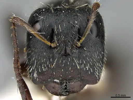 Camponotus helleri - UTEPENTO26084