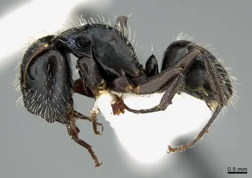 Camponotus helleri - UTEPENTO26084