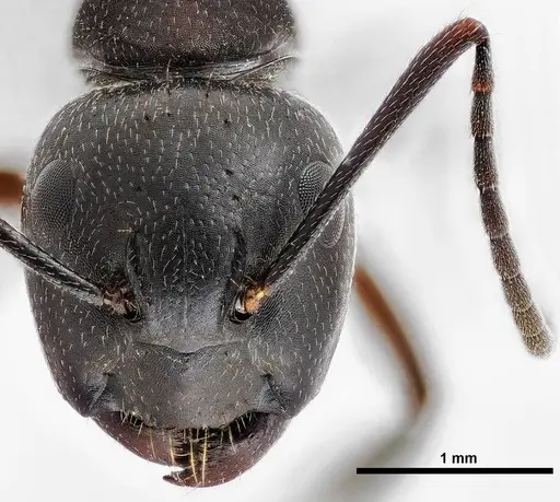 Camponotus herculeanus specimen