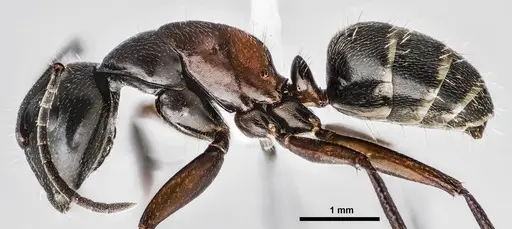 Camponotus herculeanus specimen