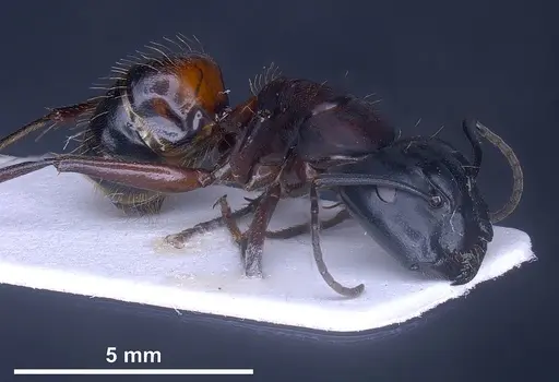 Camponotus herculeanus - ANTWEB1041349