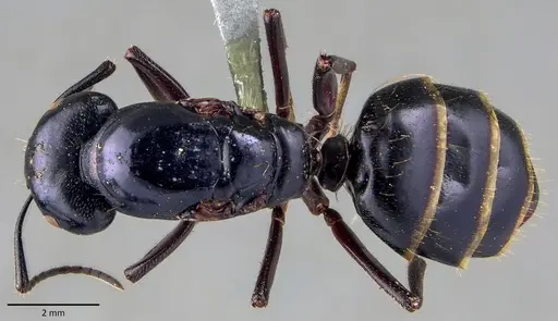 Camponotus herculeanus - ANTWEB1041840