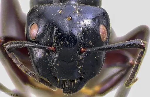 Camponotus herculeanus - ANTWEB1041840