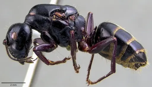 Camponotus herculeanus - ANTWEB1041840