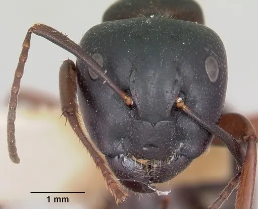 Camponotus herculeanus - CASENT0103345