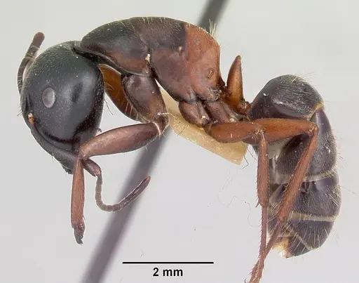 Camponotus herculeanus - CASENT0103345