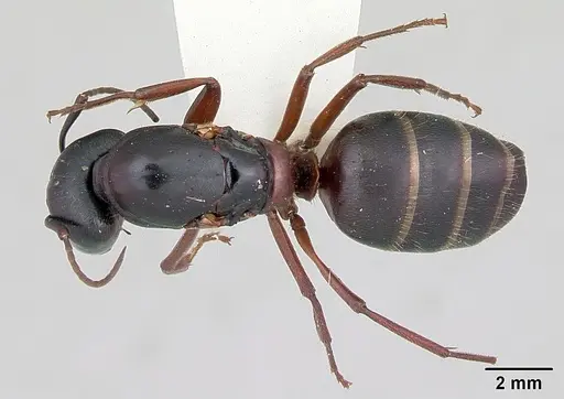 Camponotus herculeanus - CASENT0103346