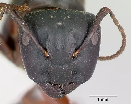 Camponotus herculeanus - CASENT0103346