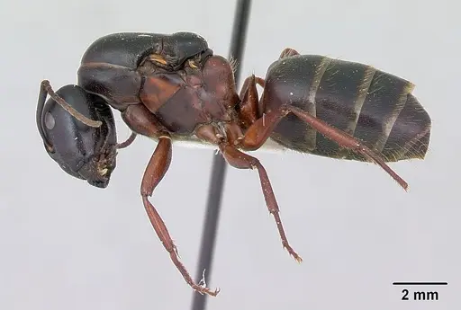 Camponotus herculeanus - CASENT0103346