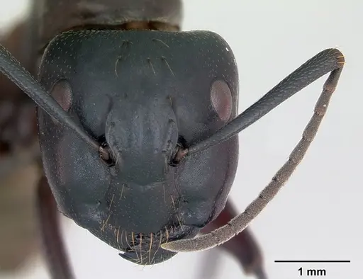 Camponotus herculeanus - CASENT0173157