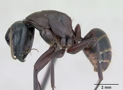 Camponotus herculeanus - CASENT0173157