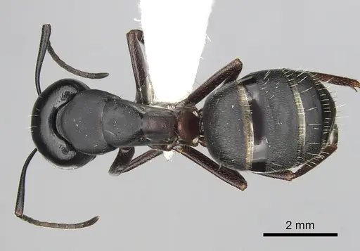 Camponotus herculeanus - CASENT0249981